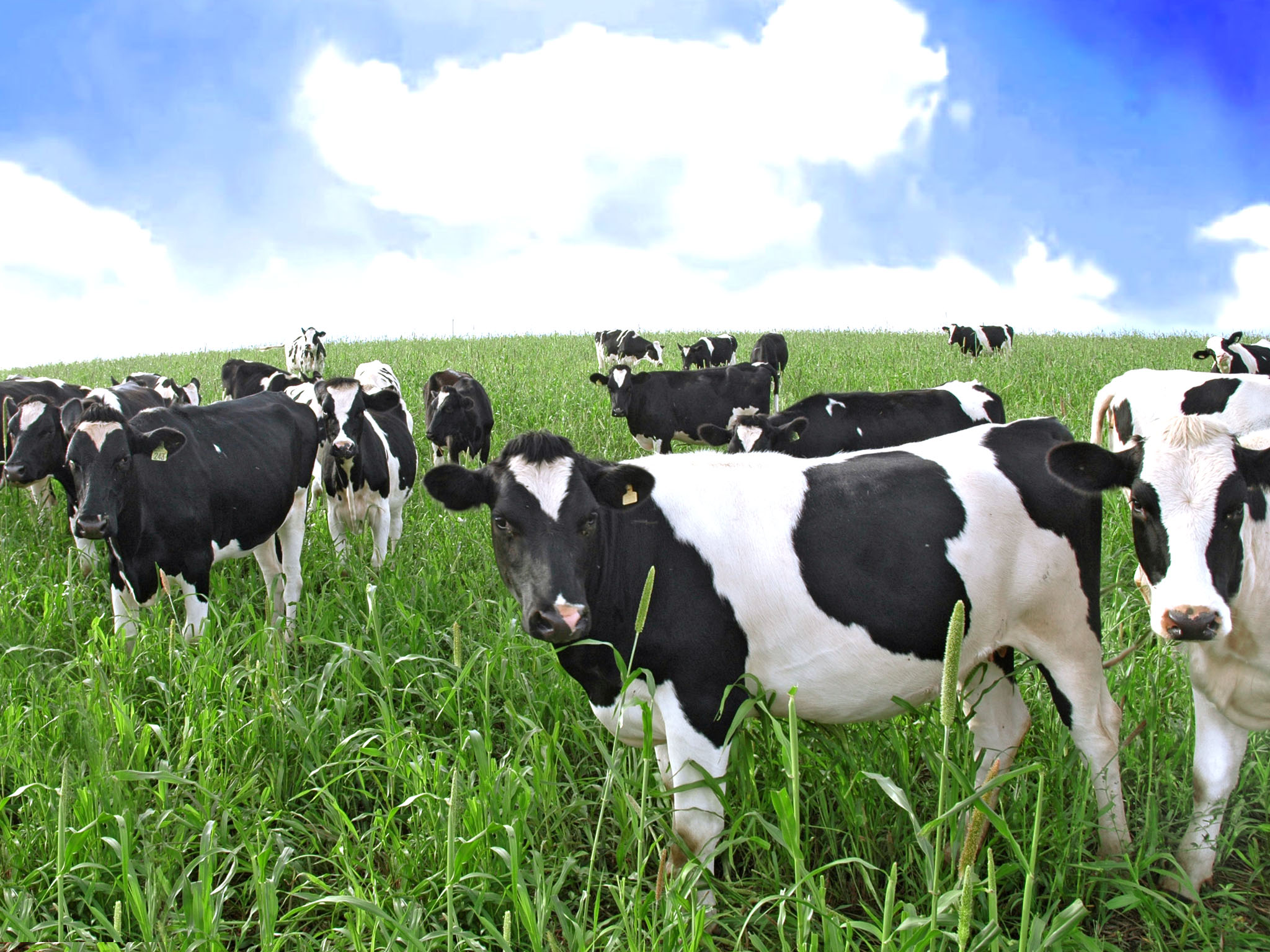 Cows HD Wallpaper Sa