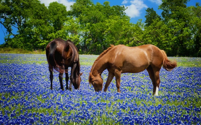 Horses Grazing In Texas Bluebons Pasture Summer Spring