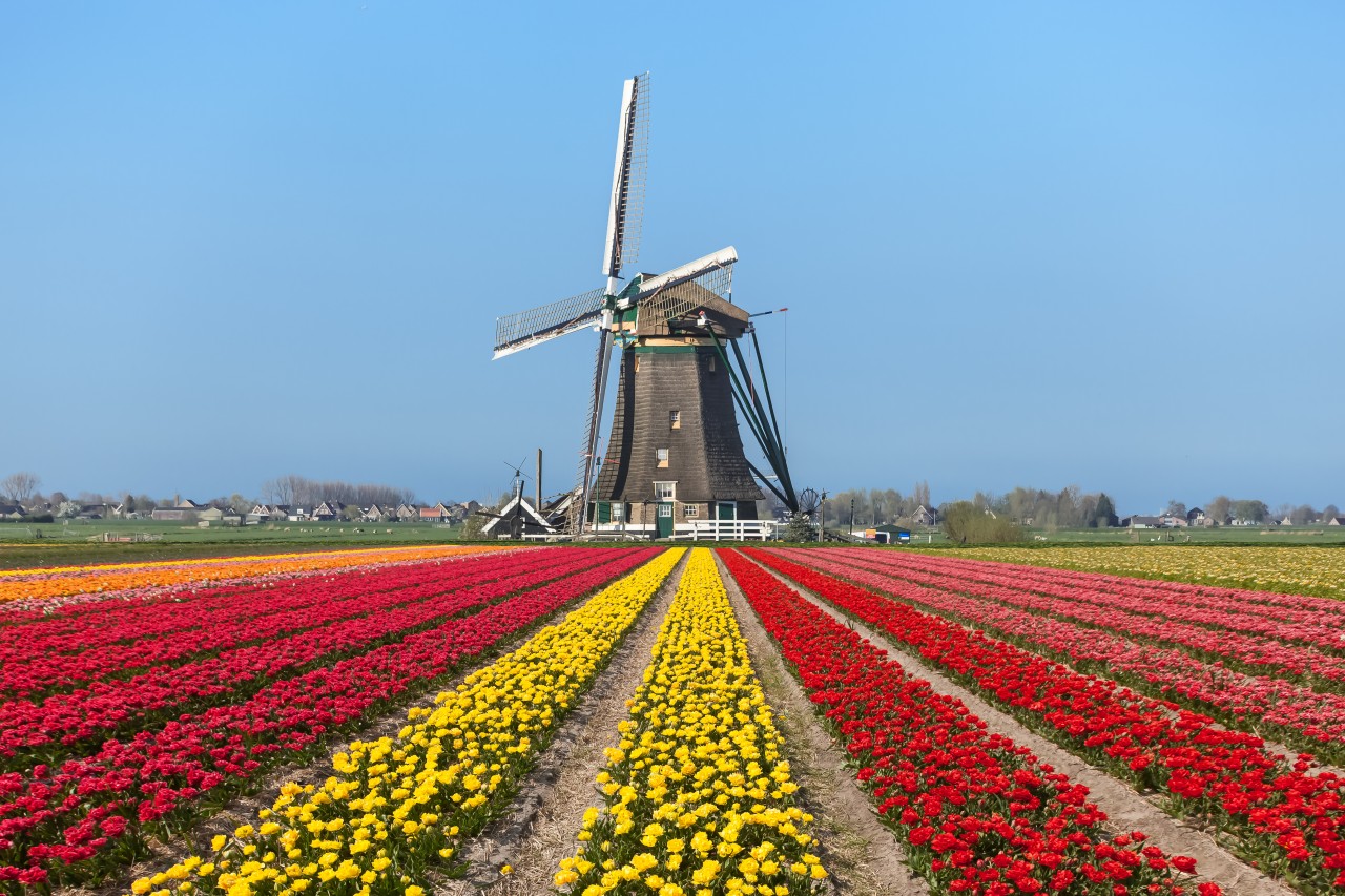 Dutch Windmill Image Pics For Gt Tulips