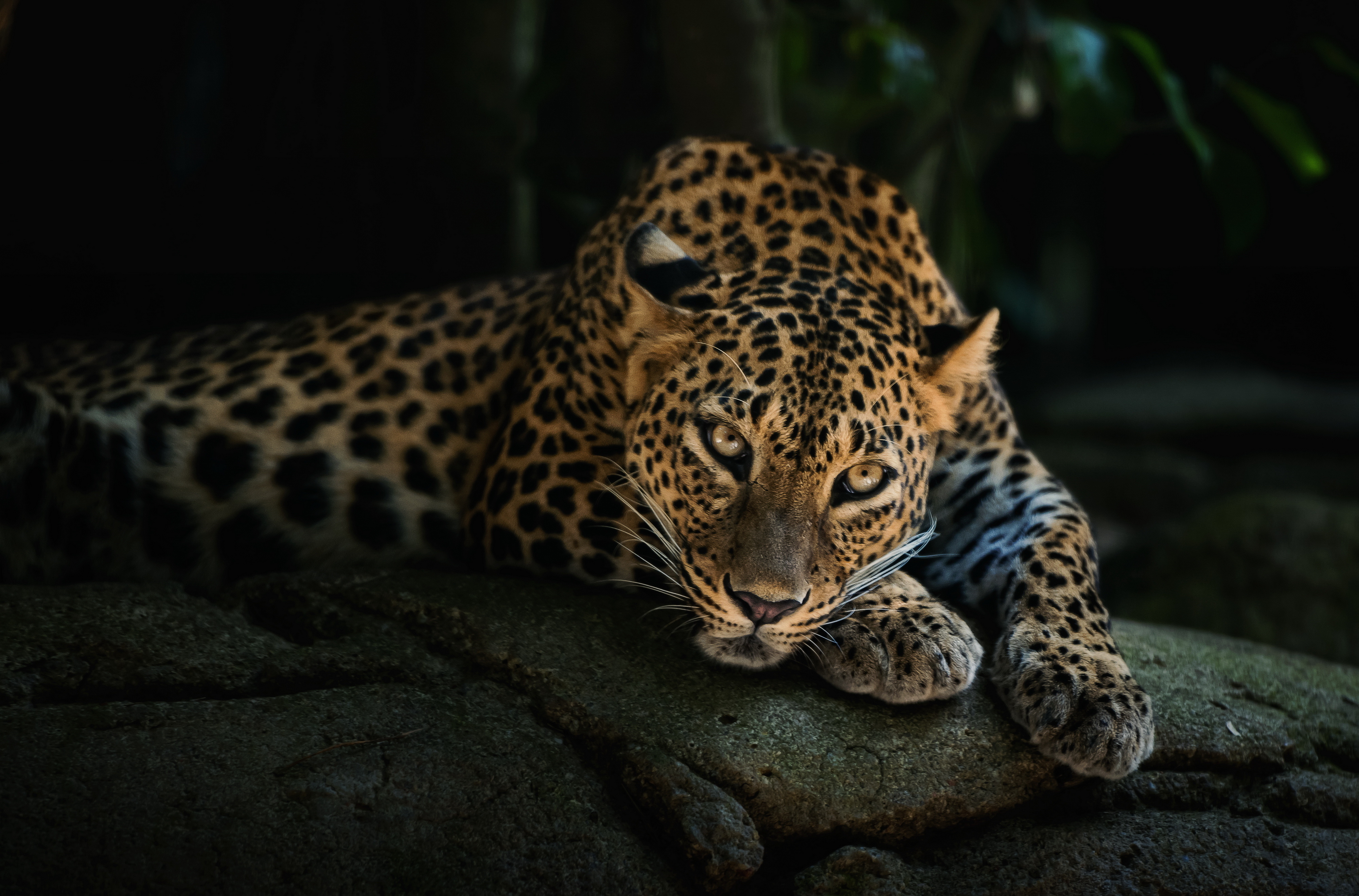 4k Leopard Wallpaper HD Animals Image