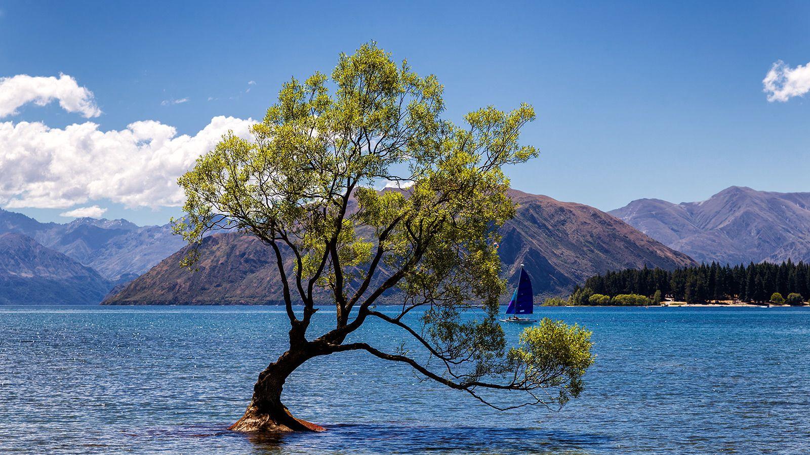 That Wanaka Tree New Zealand S Most Famous Vandalized Cnn