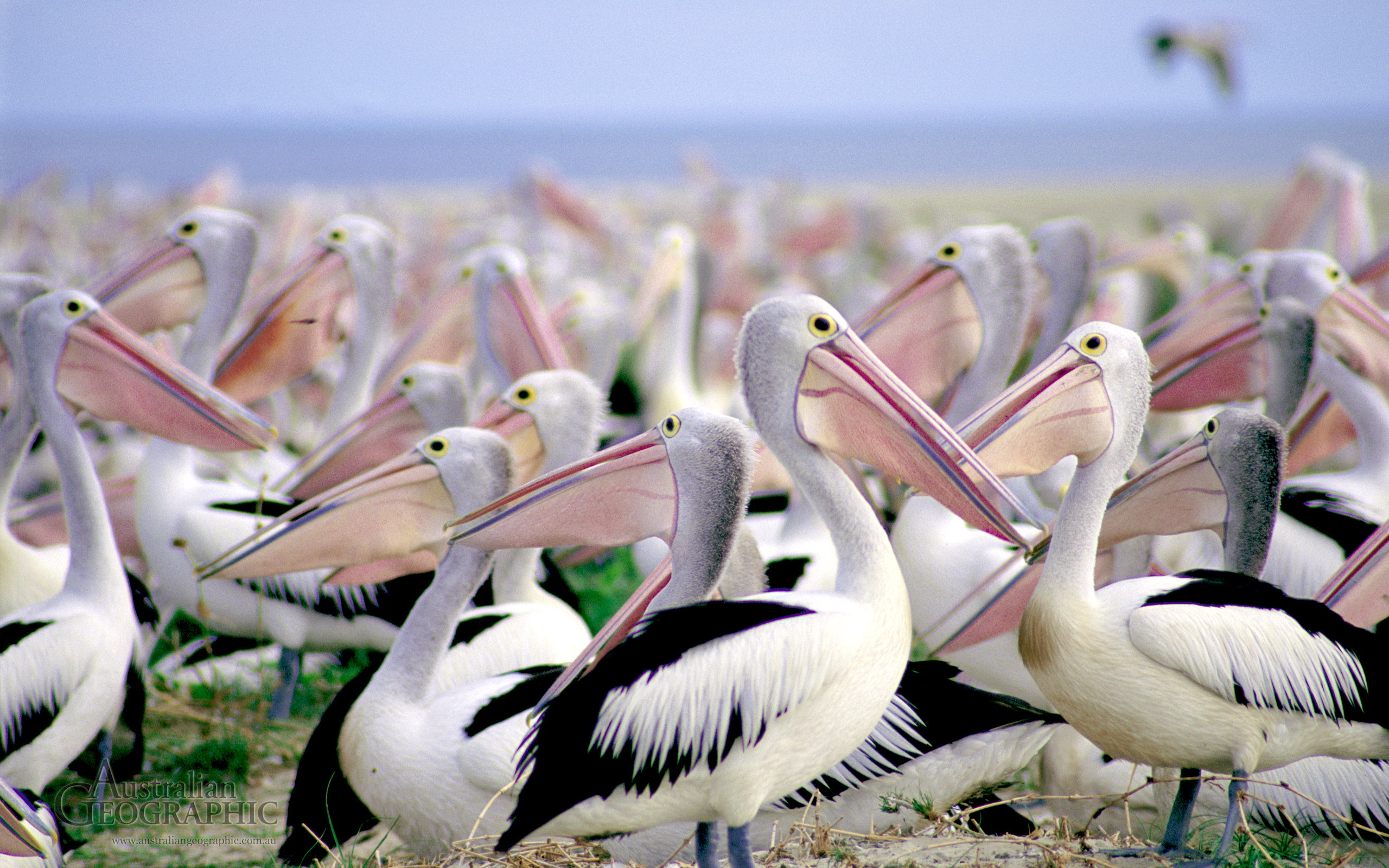 Animal Pelican Wallpaper