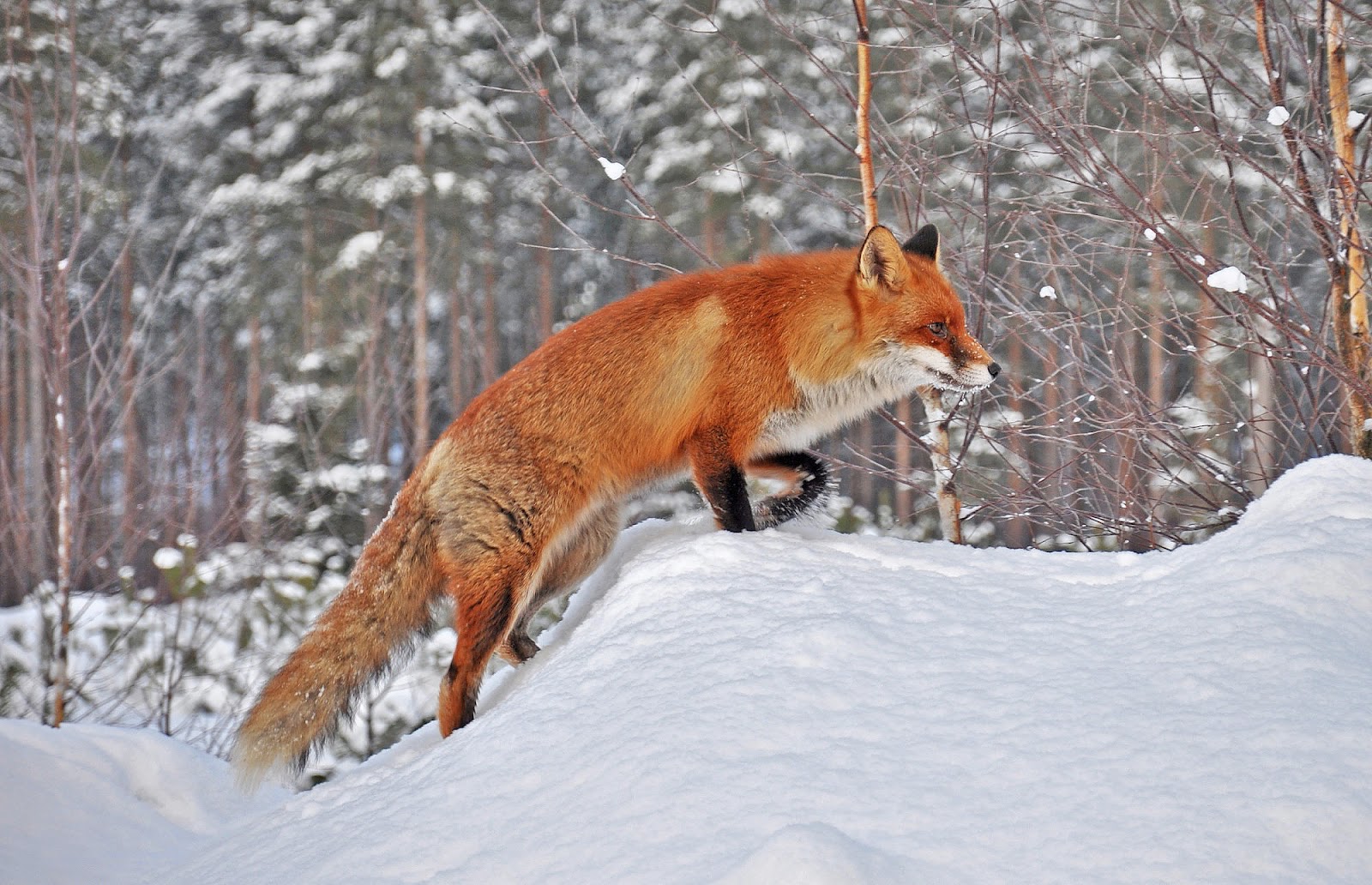 Picture of a red fox in the snow in the winter HD animal wallpaper 1600x1032