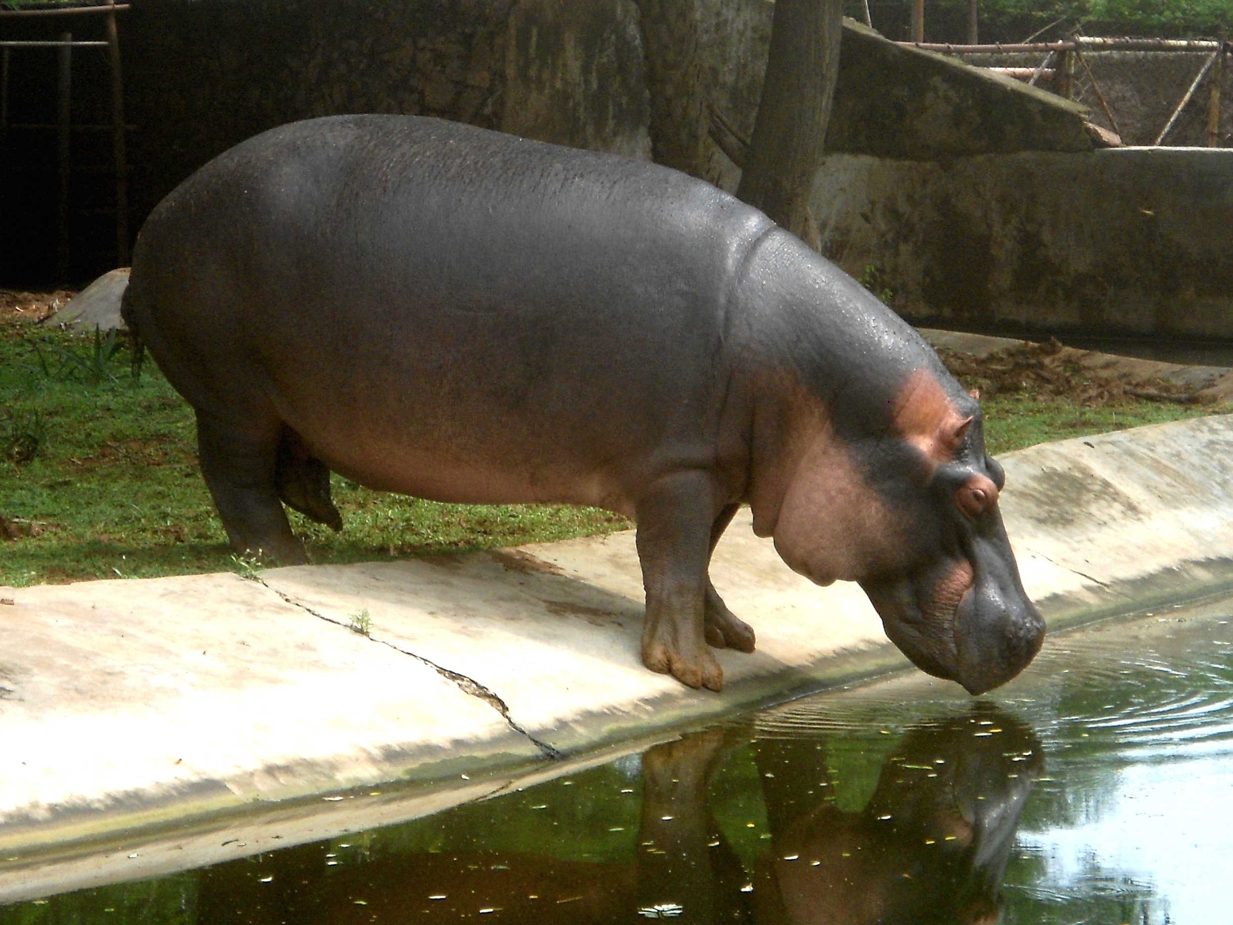 Hippopotamus Wallpaper And