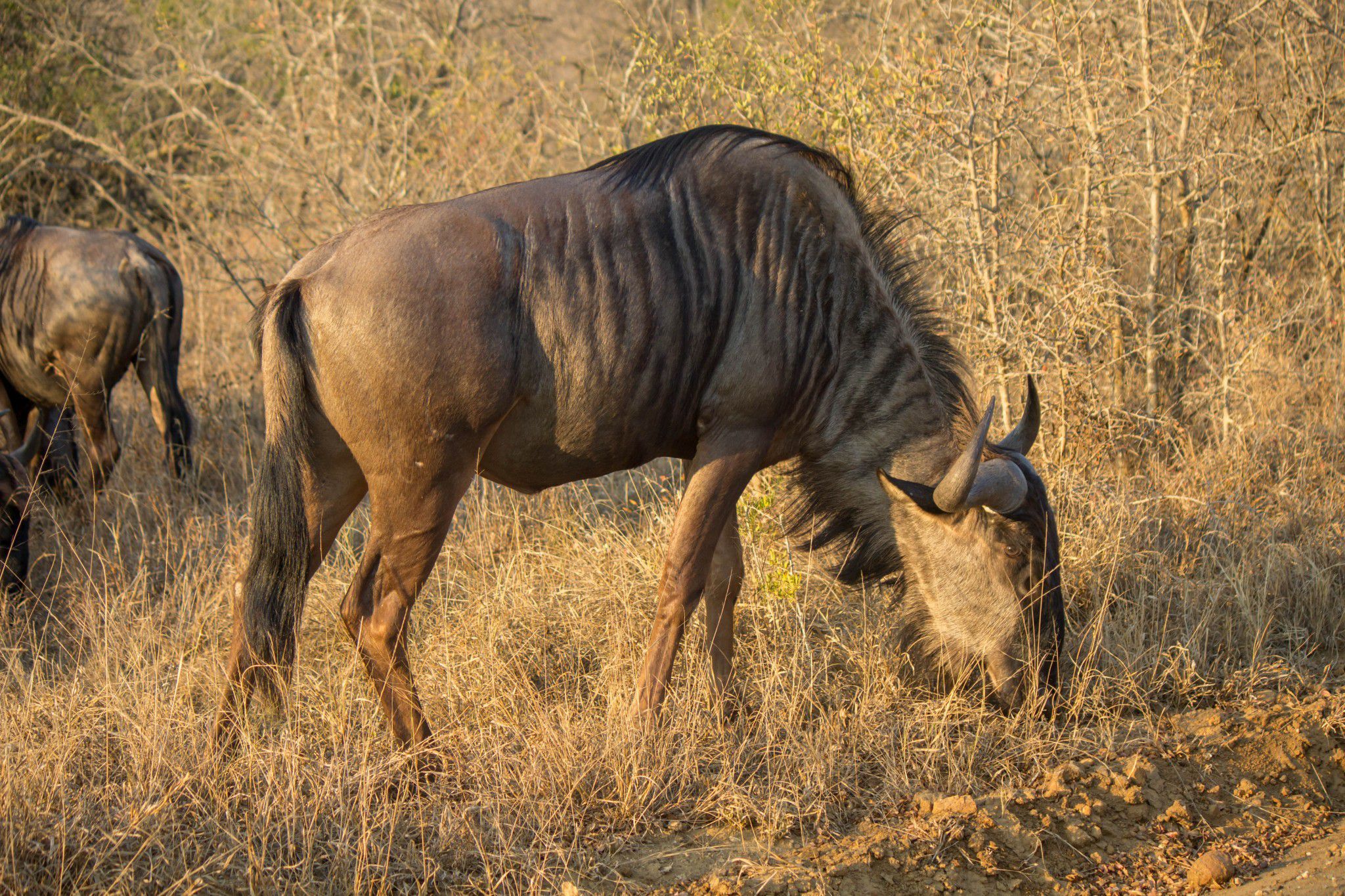A wildebeest grazing in the African savanna, its striped coat blending with the dry grasses