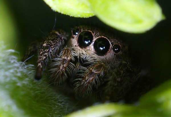 Salticidae The Jumping Spiders Cute Babies