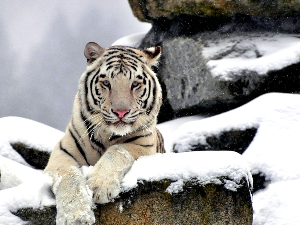 White Siberian Tiger Wallpaper HD Amur
