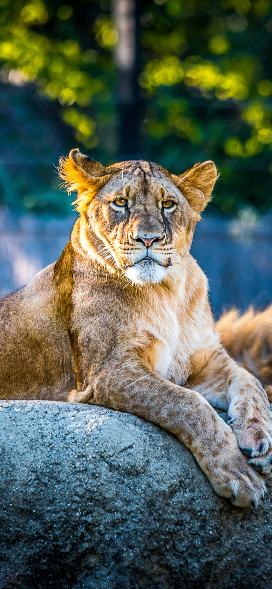 Animals iPhone Wallpaper
