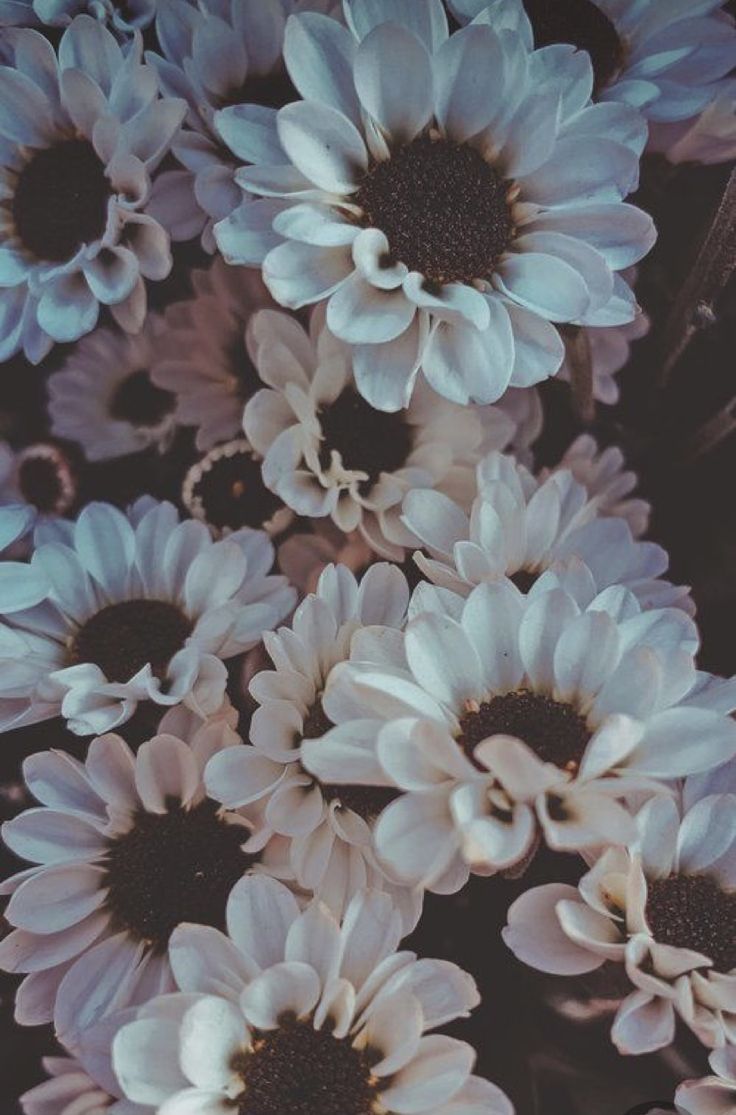 Flower iPhone Wallpaper