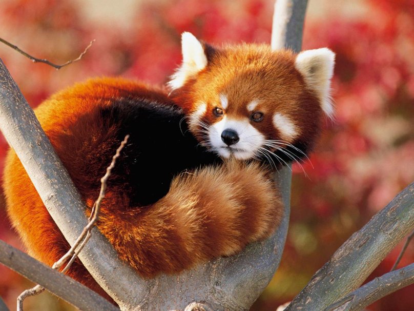 Baby Red Pandas Wallpaper Fluffy Panda