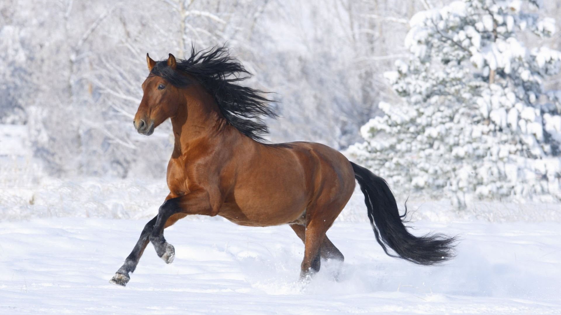 Arabian Beautiful Thoroughbred Horse Full HD Desktop Wallpaper