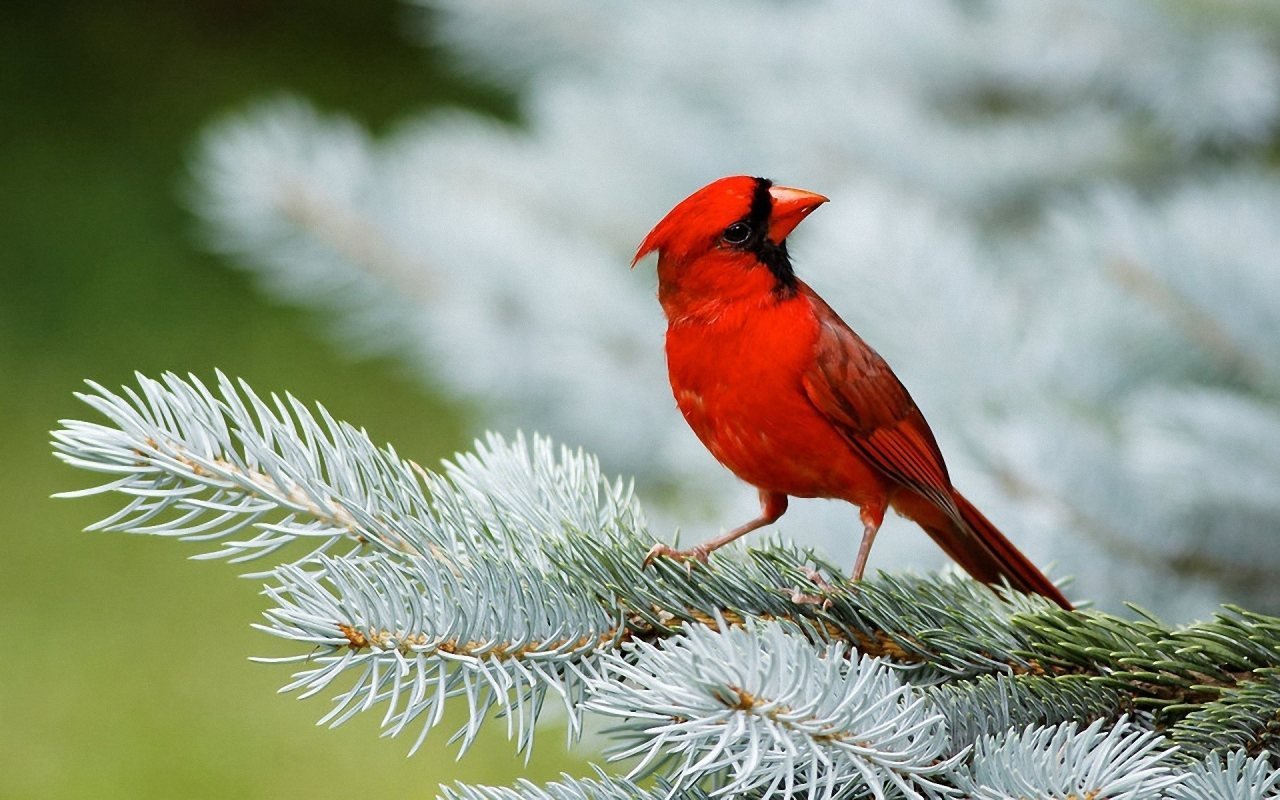 Cardinal Bird Slwallpapers 1280x800