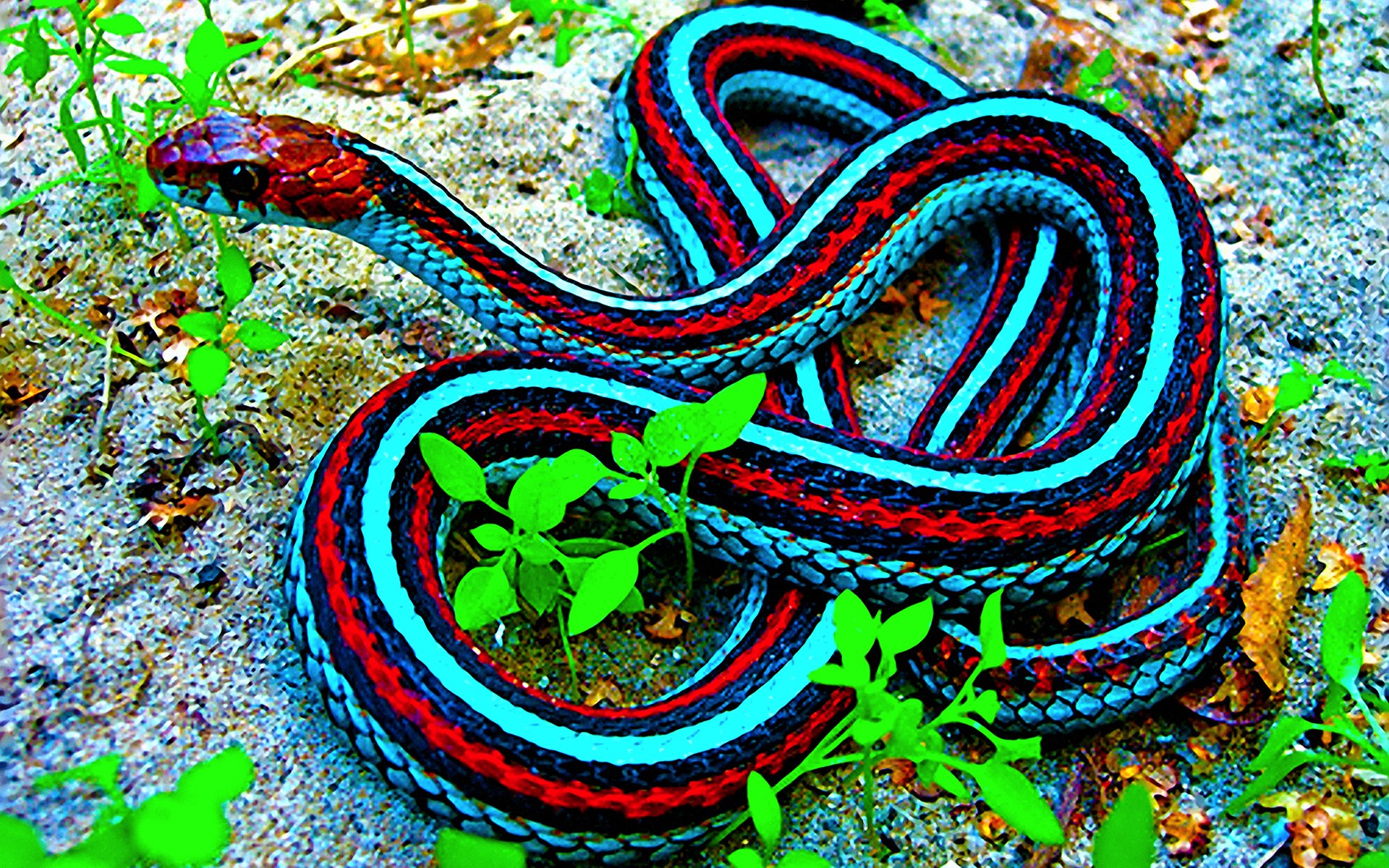 Garter Snake HD Wallpaper Background Image Id