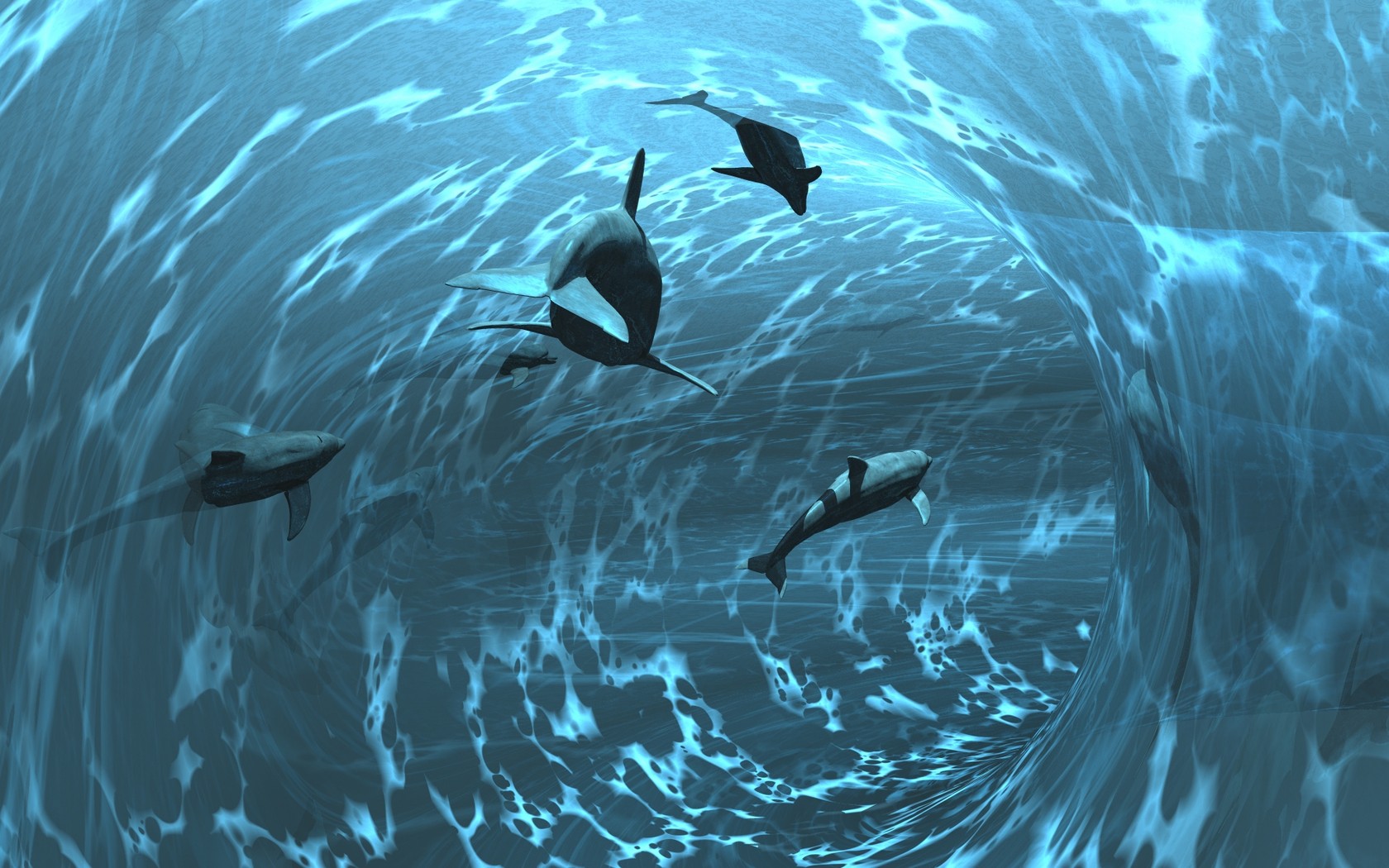 Dolphin Puter Wallpaper Desktop Background Id