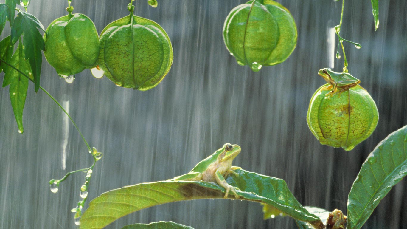 Japanese tree frogs   Bing Gallery