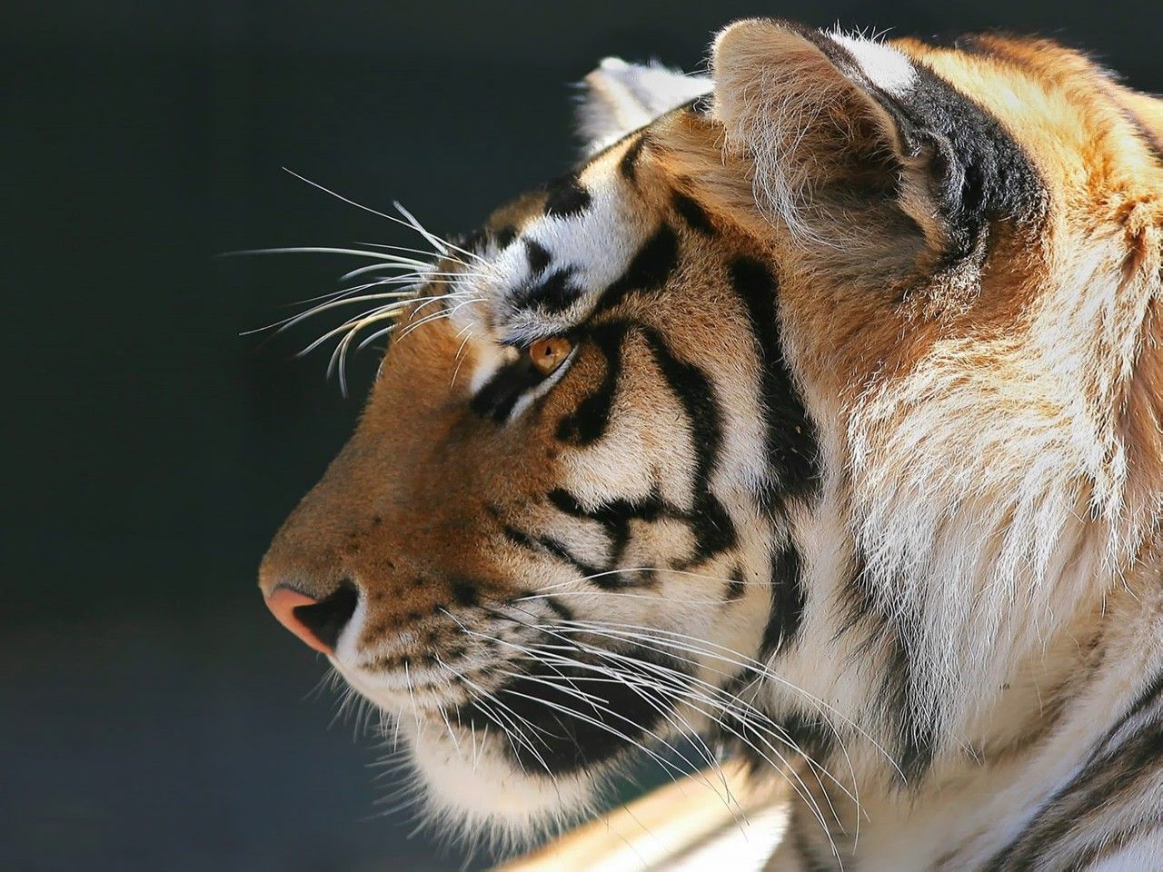 Bengal Tiger Background