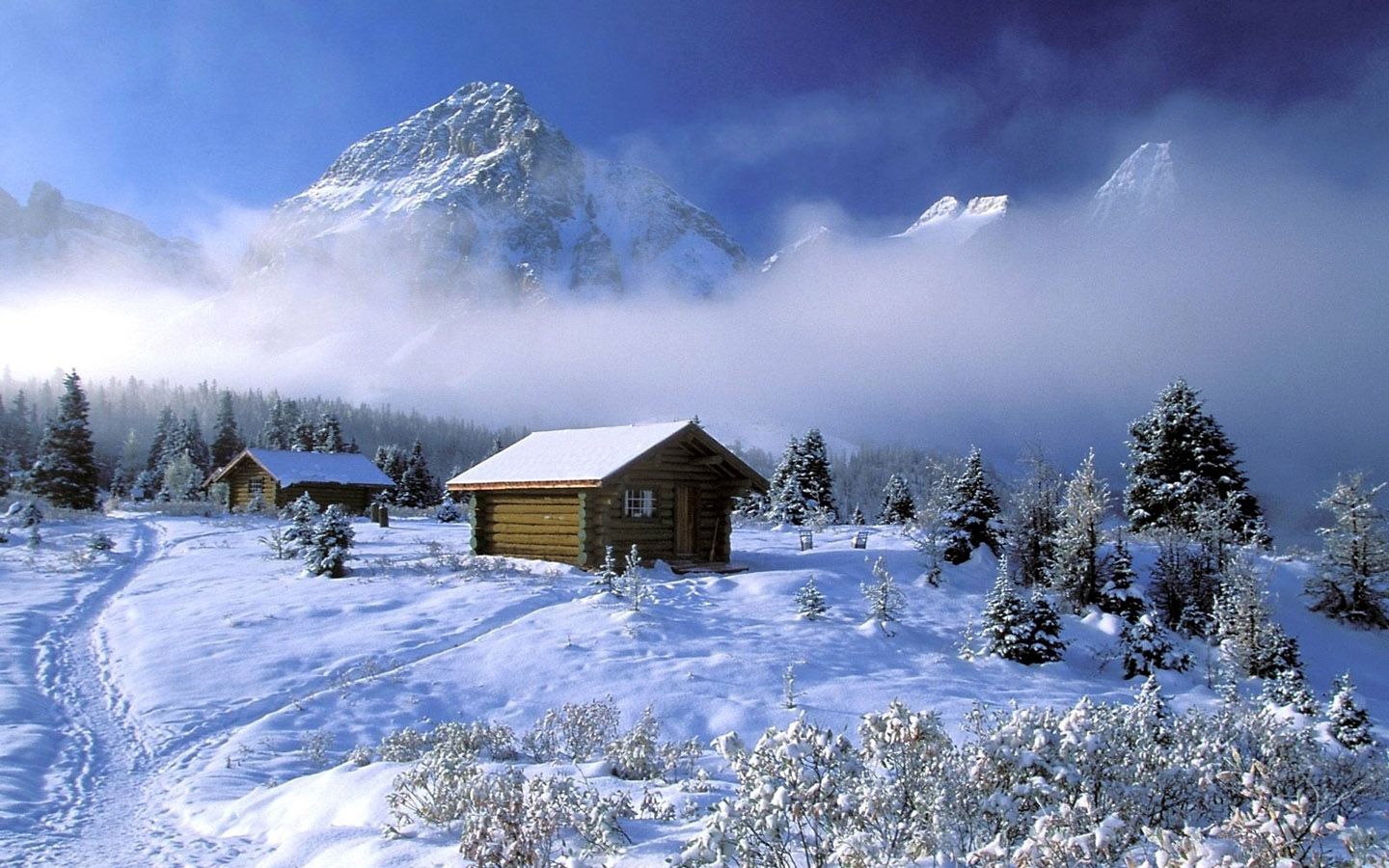Winter wonderland Dreamy Snow Scene wallpaper 1440x900