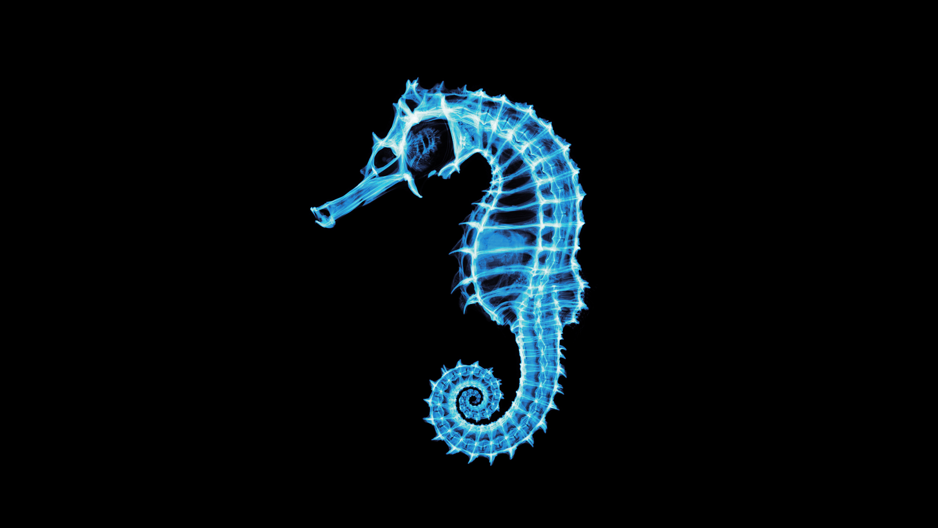 fringe x ray seahorses photo manipulation 969535