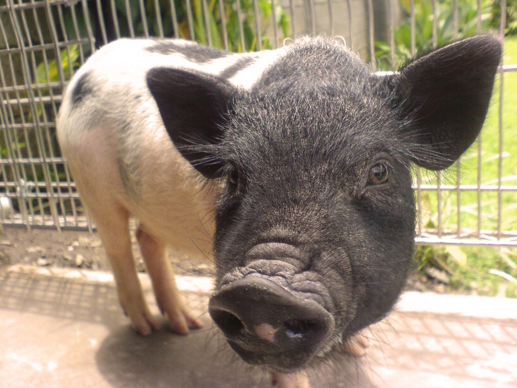 Cute Pig Wallpaper HD In Animals Imageci
