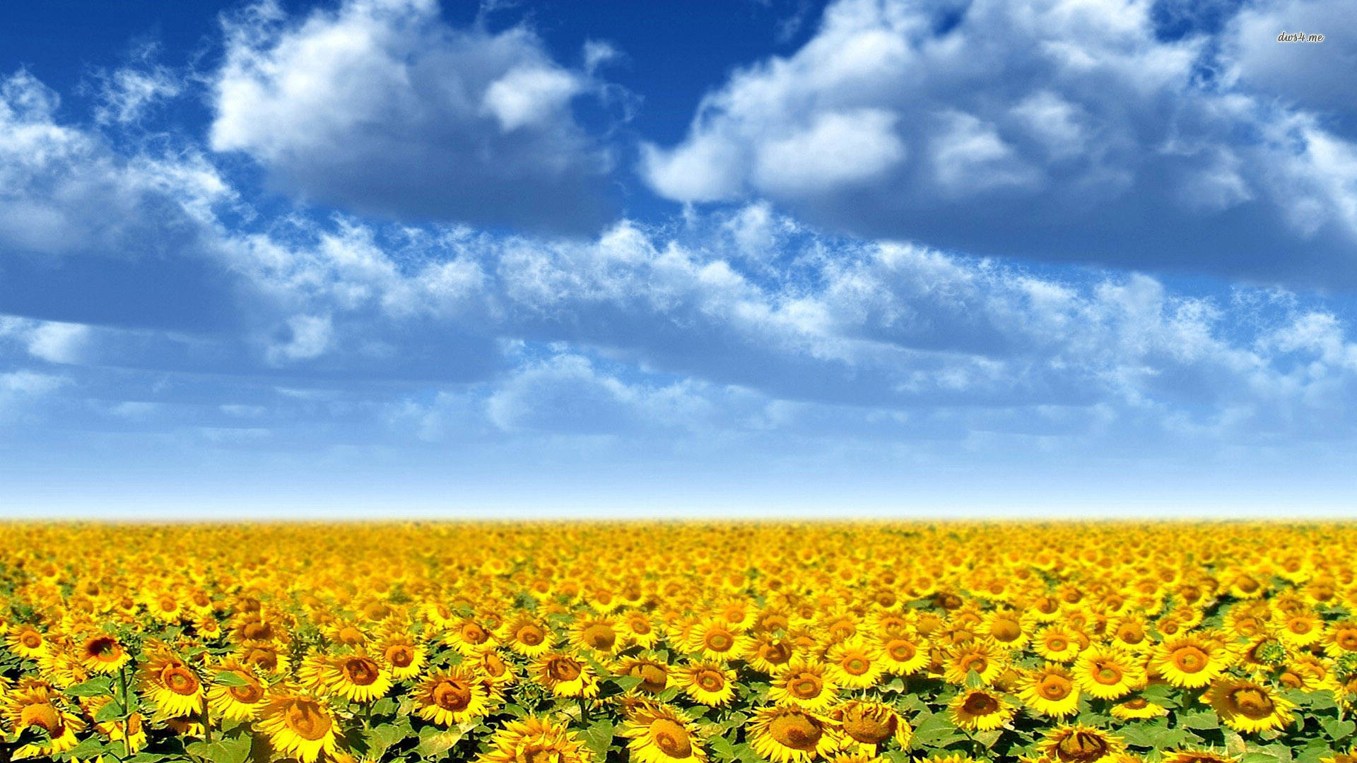 Sunflower Field Wallpaper