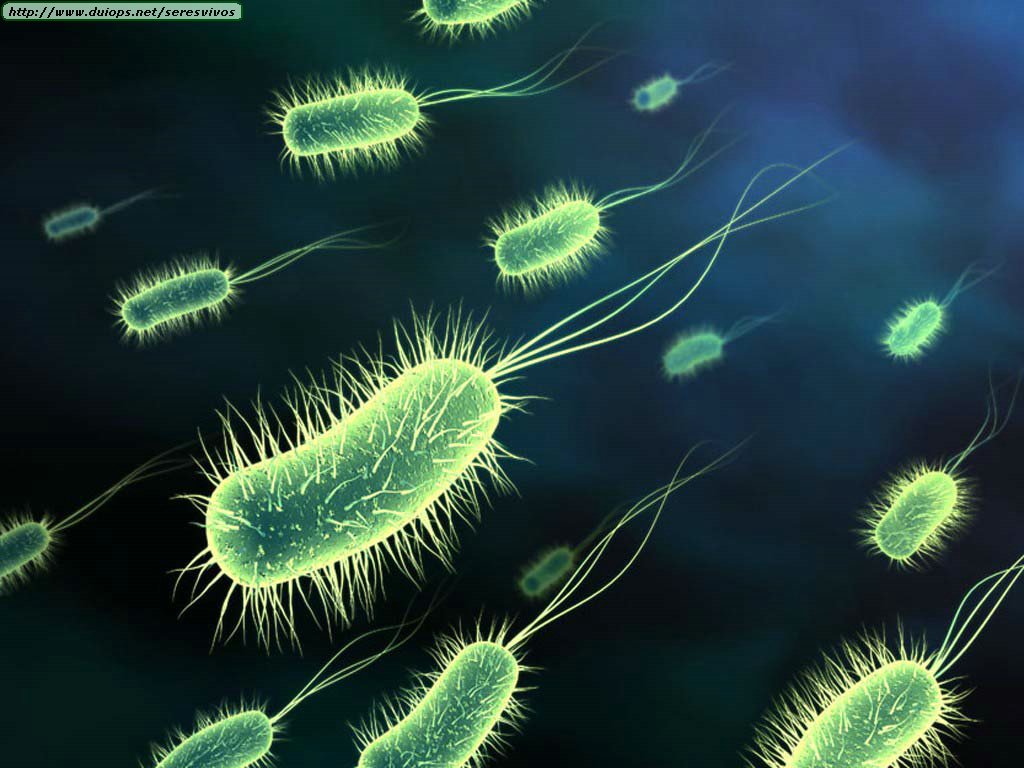 Bacteria And Protozoa Photos