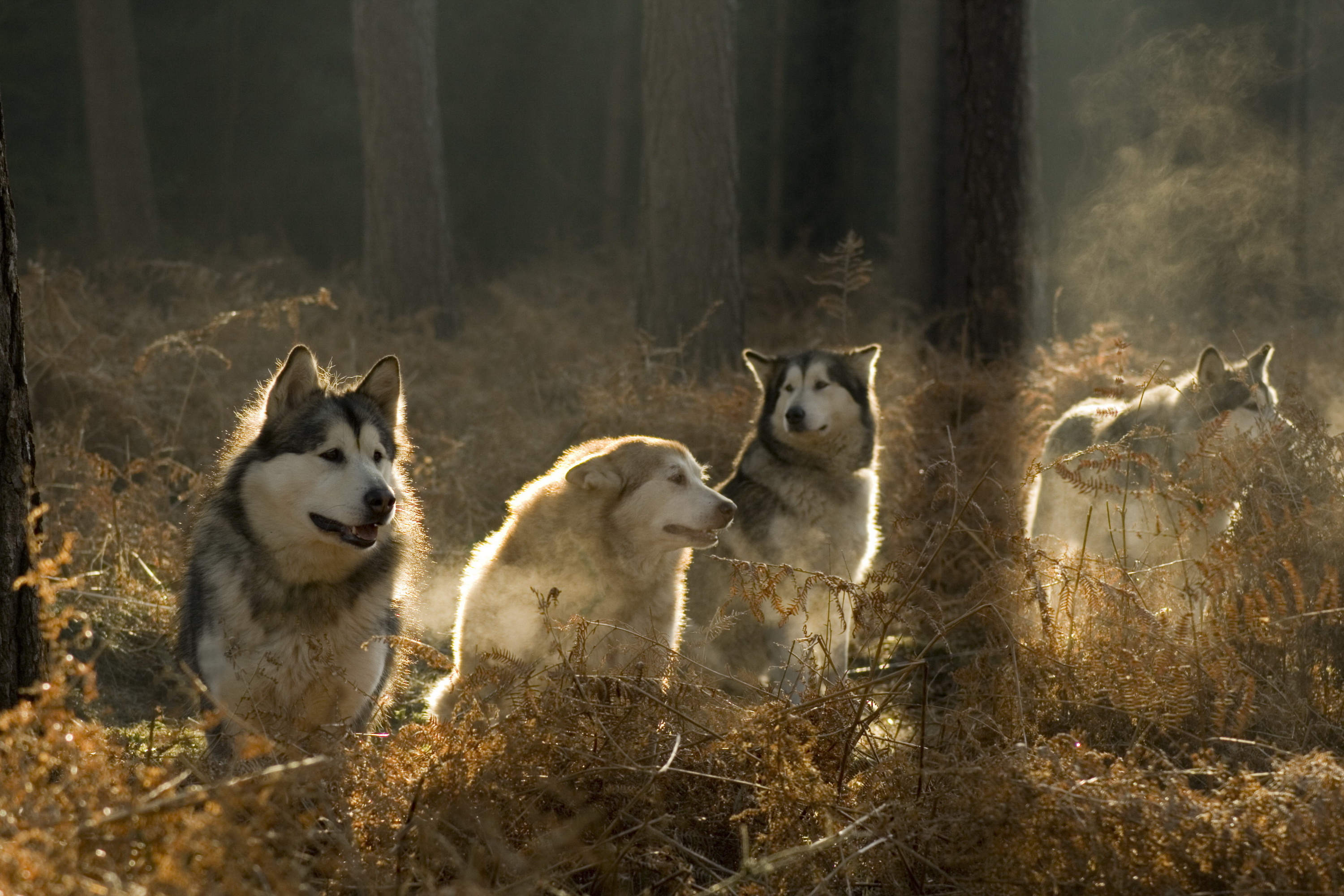 Wallpaper Dogs Forest Siberian Husky Dog Desktop