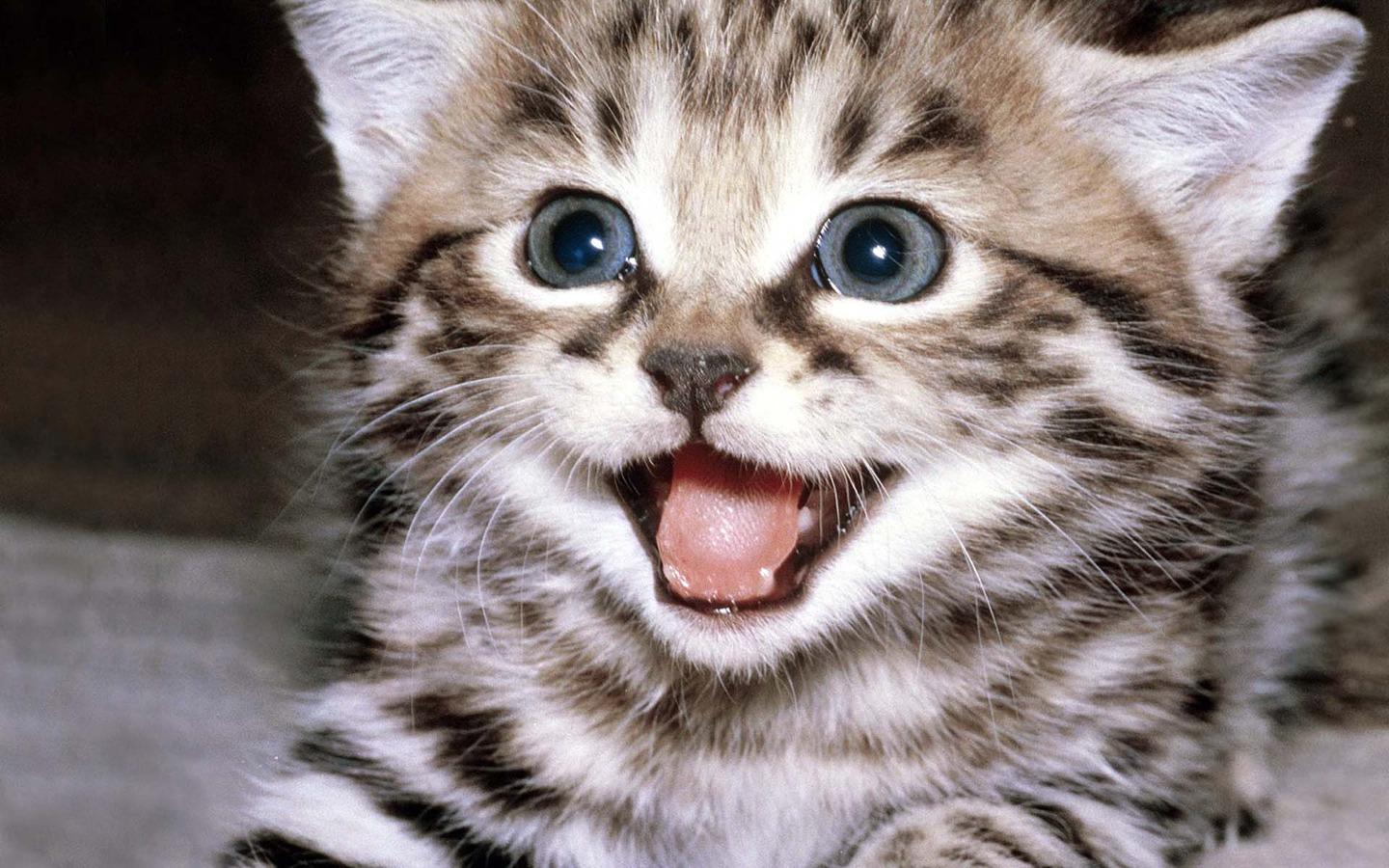Cute Kitten Wallpaper Android Apps On Google Play