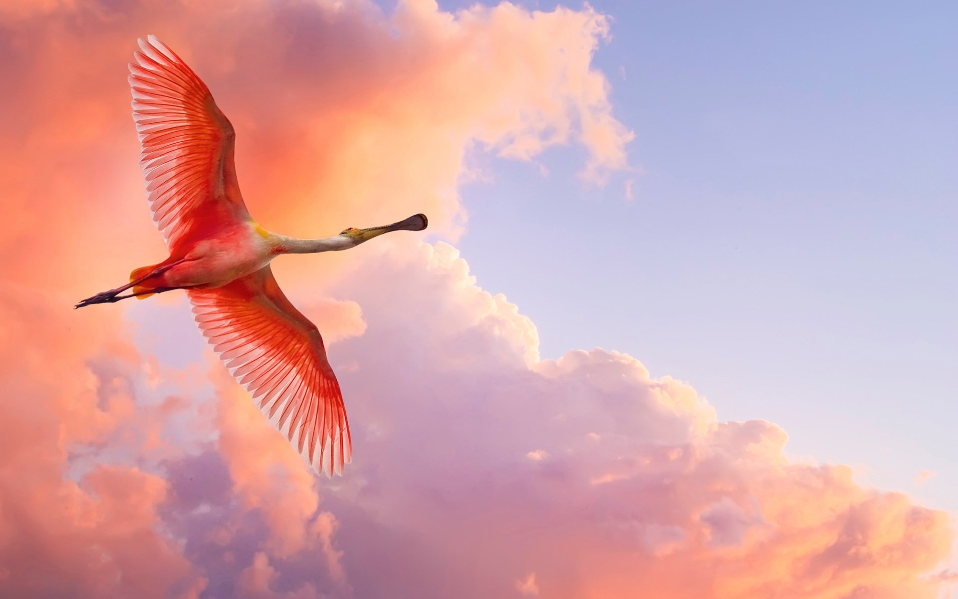 sky wallpaper background clouds birds fly wings plumage beak