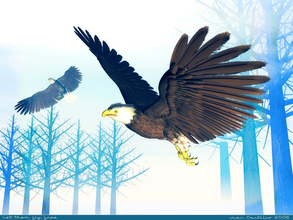 American Bald Eagle Animals Wallpaper Image With Birds