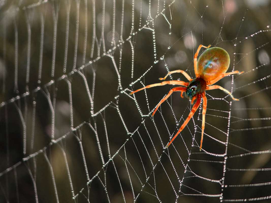 Orange Spider On Black Web Background Background