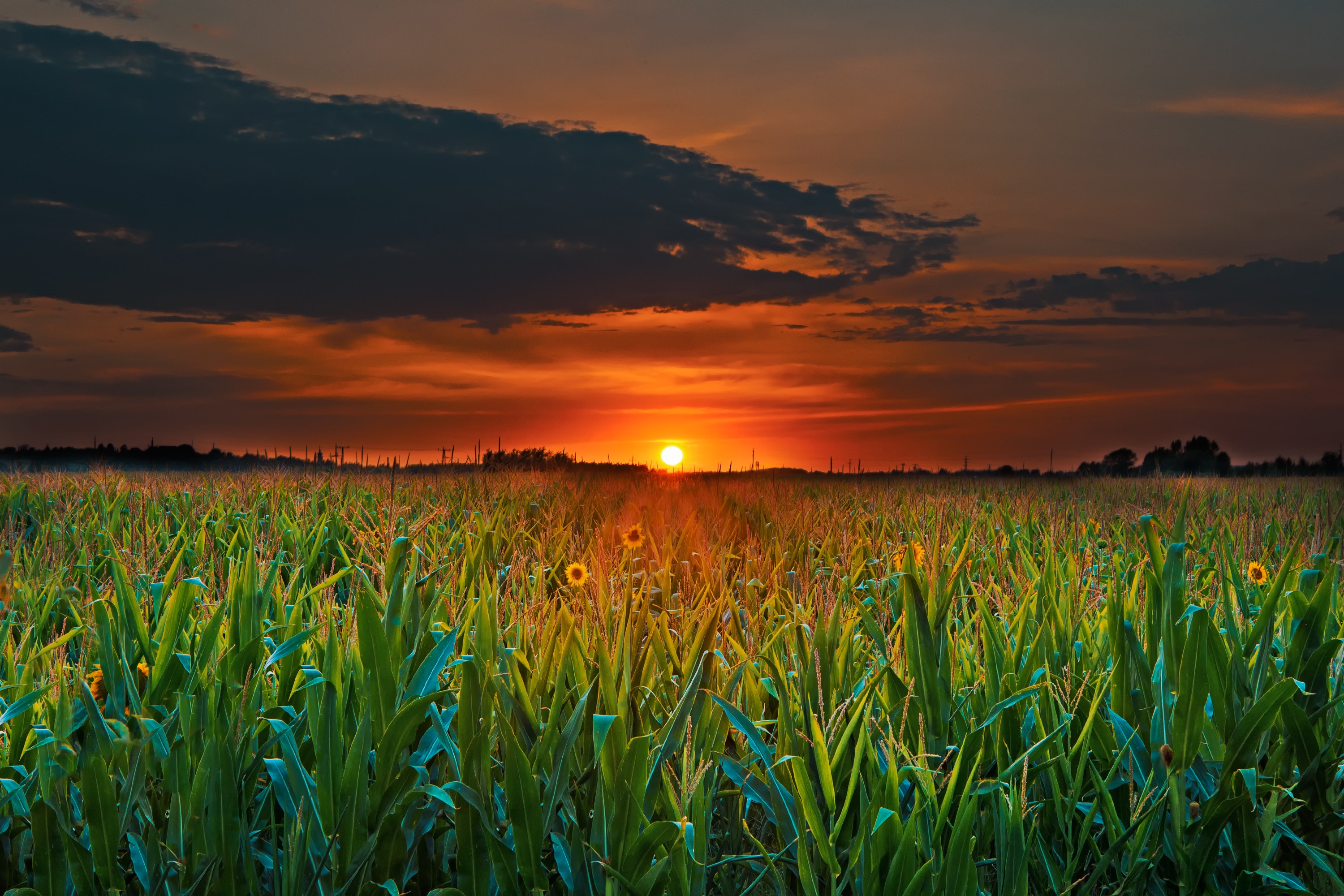 Crop Field Sunset Wallpaper HD Nature 4k Image