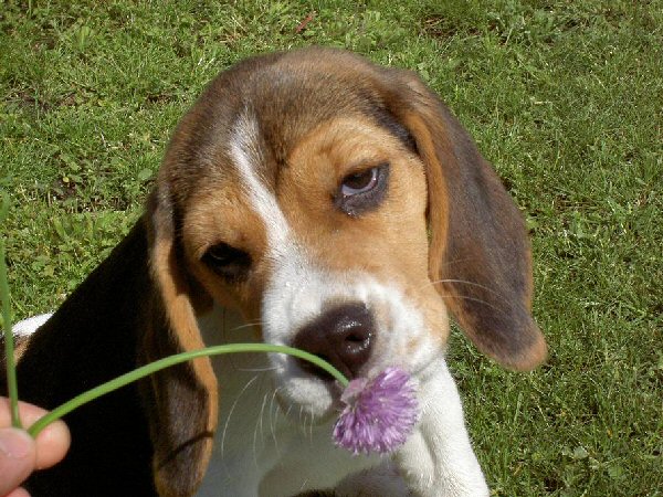 Funny Beagle Pictures Doblelol