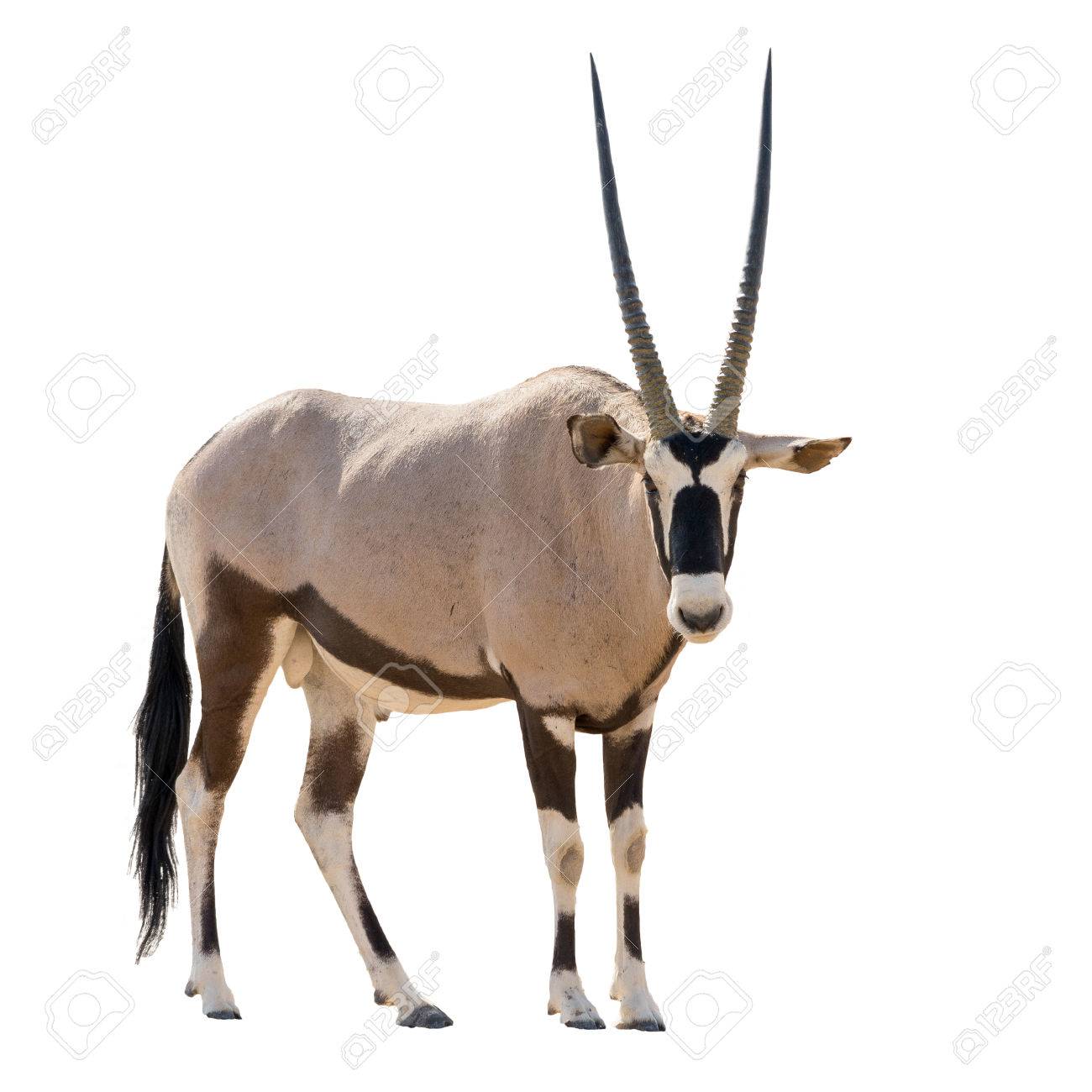 Oryx Gazella Gemsbok Looking Into Cam Isolated On White