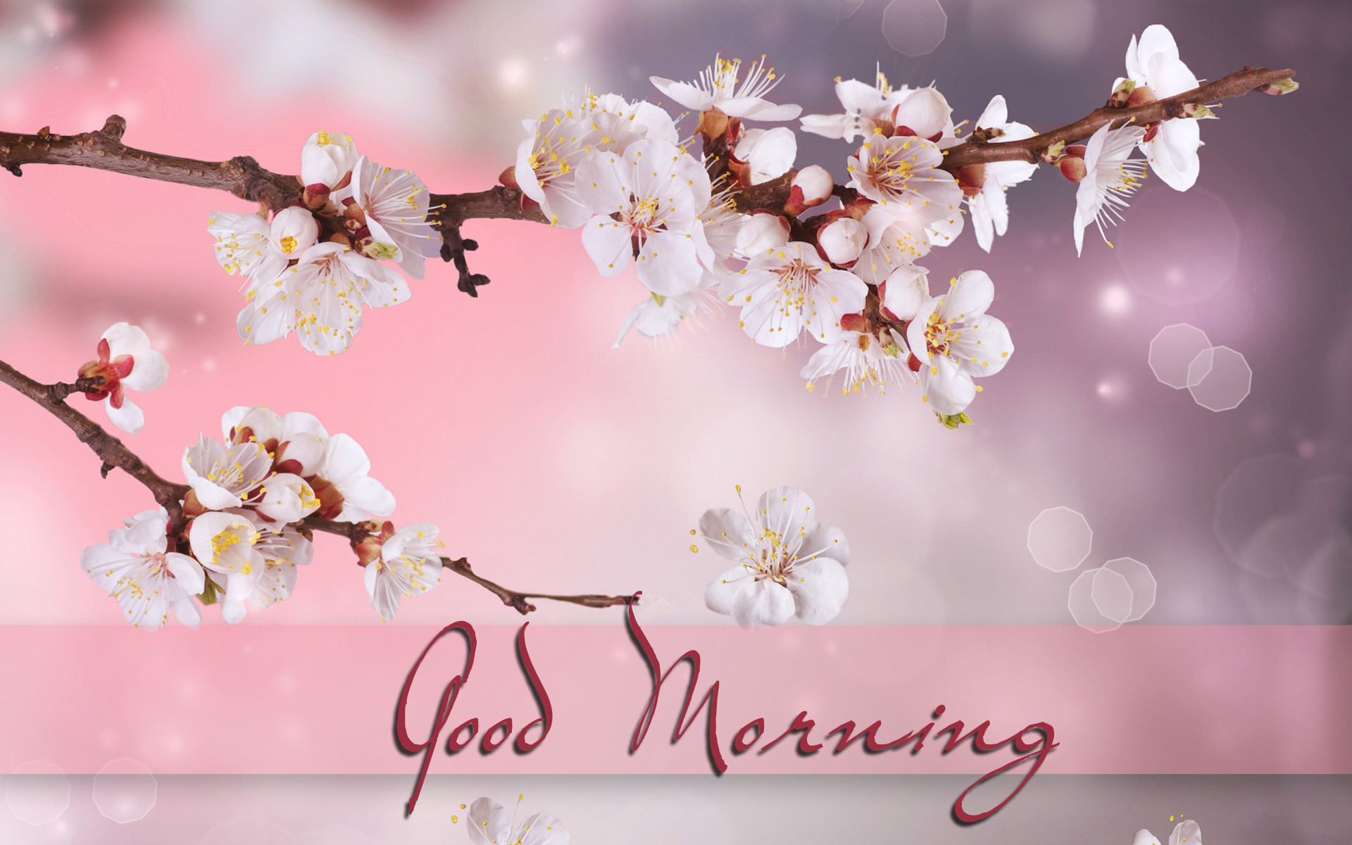 Good Morning HD Image With Flowers Flower