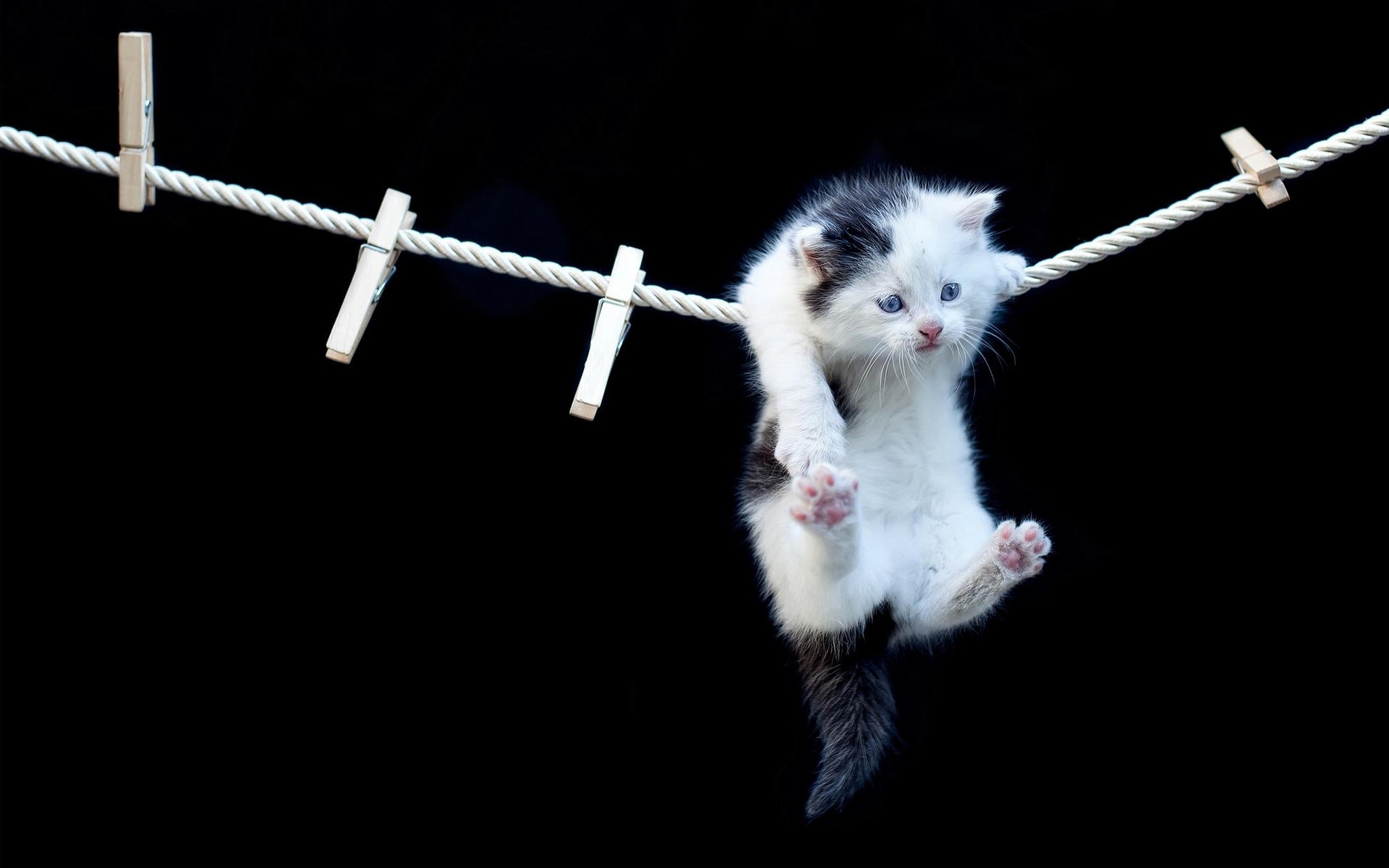 Funny Cat Hanging HD Wallpaper Car