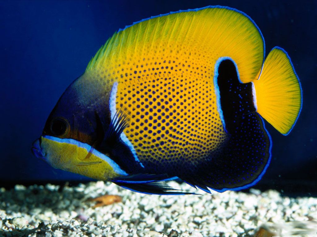 Deep Sea Fish Fishoil