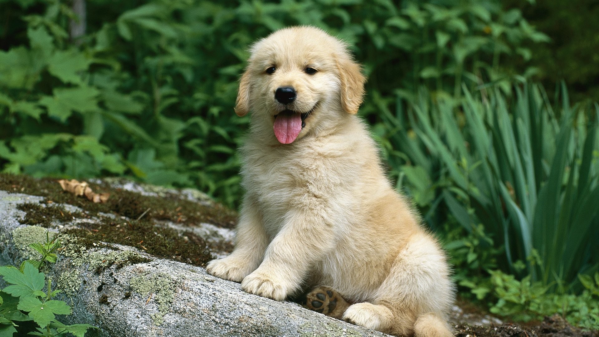 Cute Golden Retriever Puppies Wallpaper