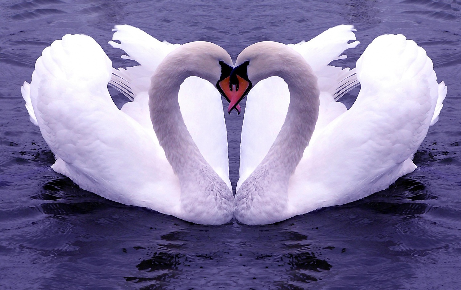 Love Birds Wallpaper Flowers And Natures On Rediff S