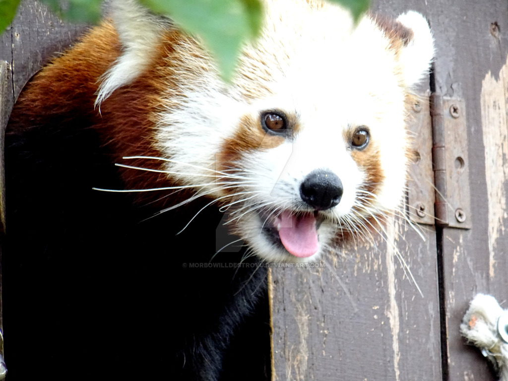 Red Panda Tounge Out By Morbowilldestroyu