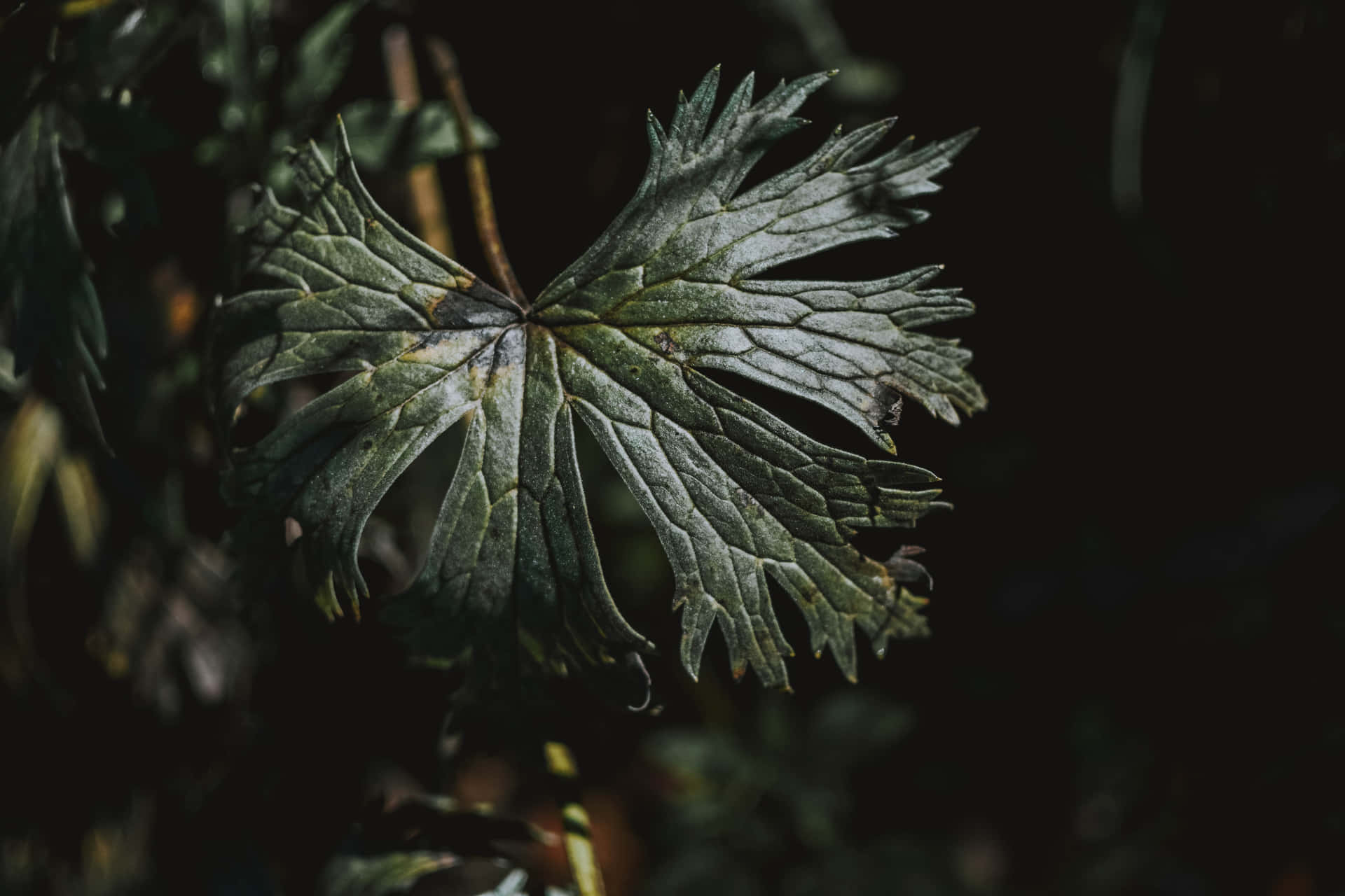 Dark Nature Wallpaper