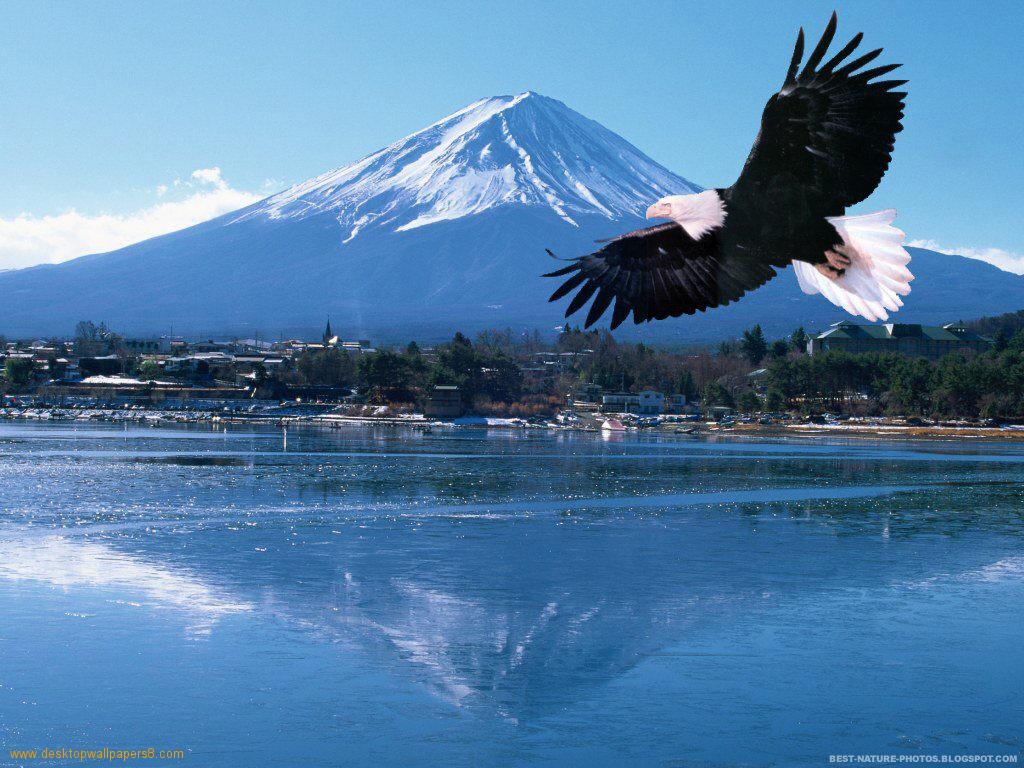 Eagles Pictures High Definition Wallpaper Cool Nature
