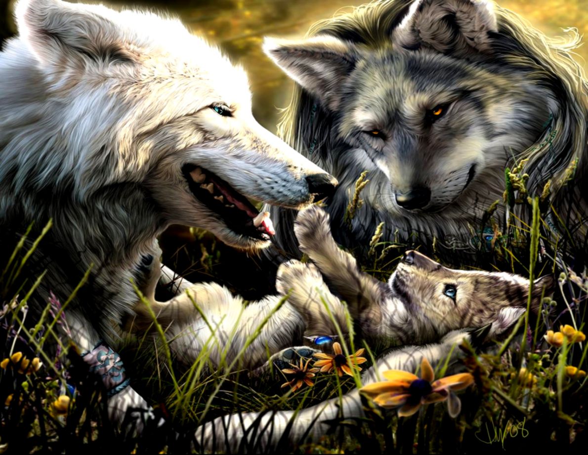 Wolf HD Wallpapers Wolves Desktop Wallpapers For Android Cool