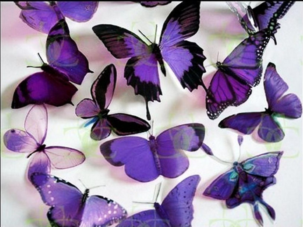Butterflies Image Purple HD Wallpaper And Background