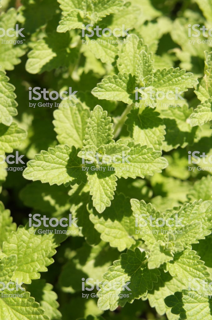 Nepeta Or Catnip Catmint Green Herb Background Stock Photo