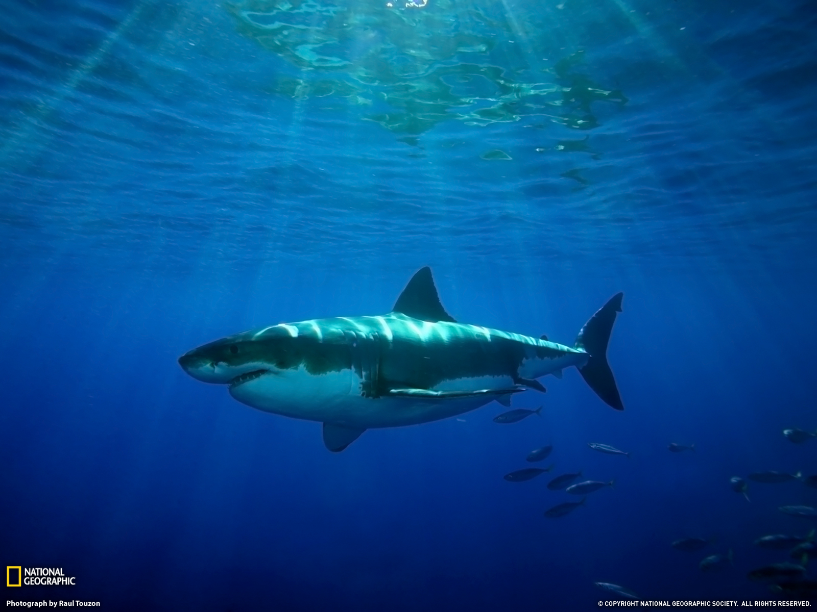 Great White Guadalupe Island Mexico