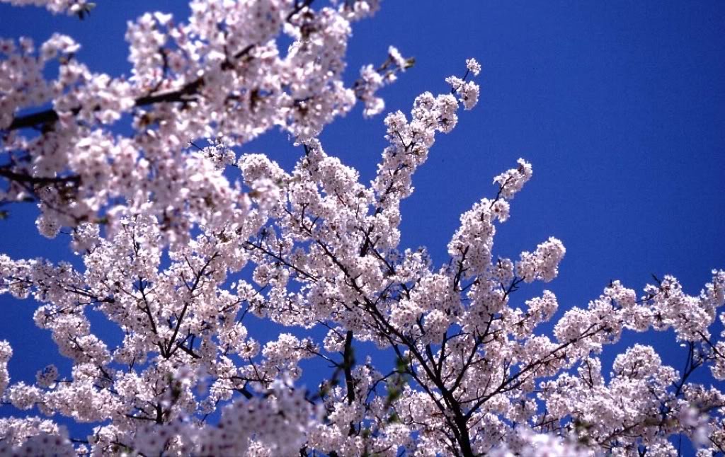 Cherry Blossoms Wallpaper Desktop Background