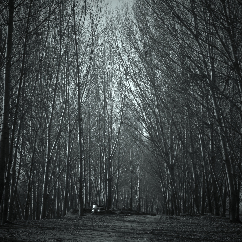 Haunted Forest iPad Air Wallpaper iPhone