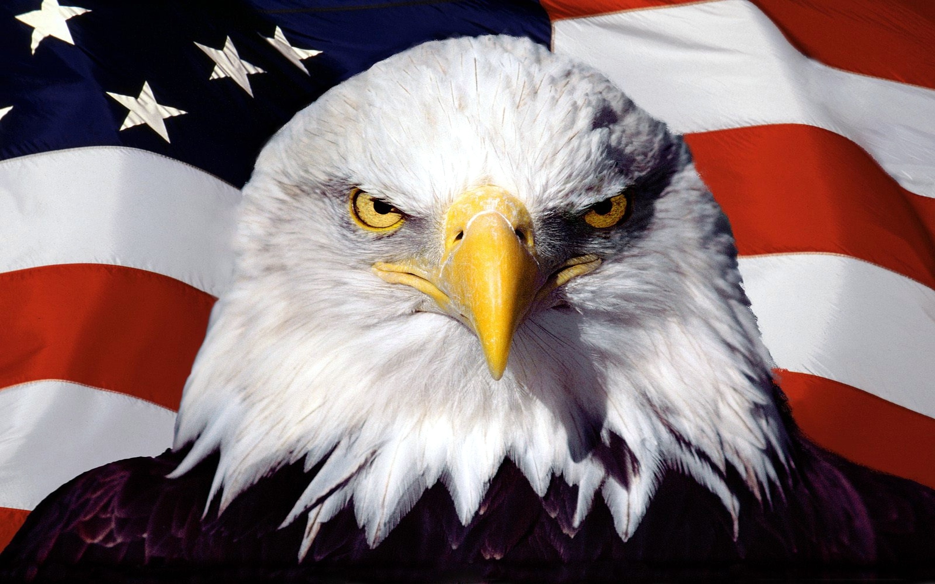 Eagle American Flag Background Image HD Wide Wallpaper