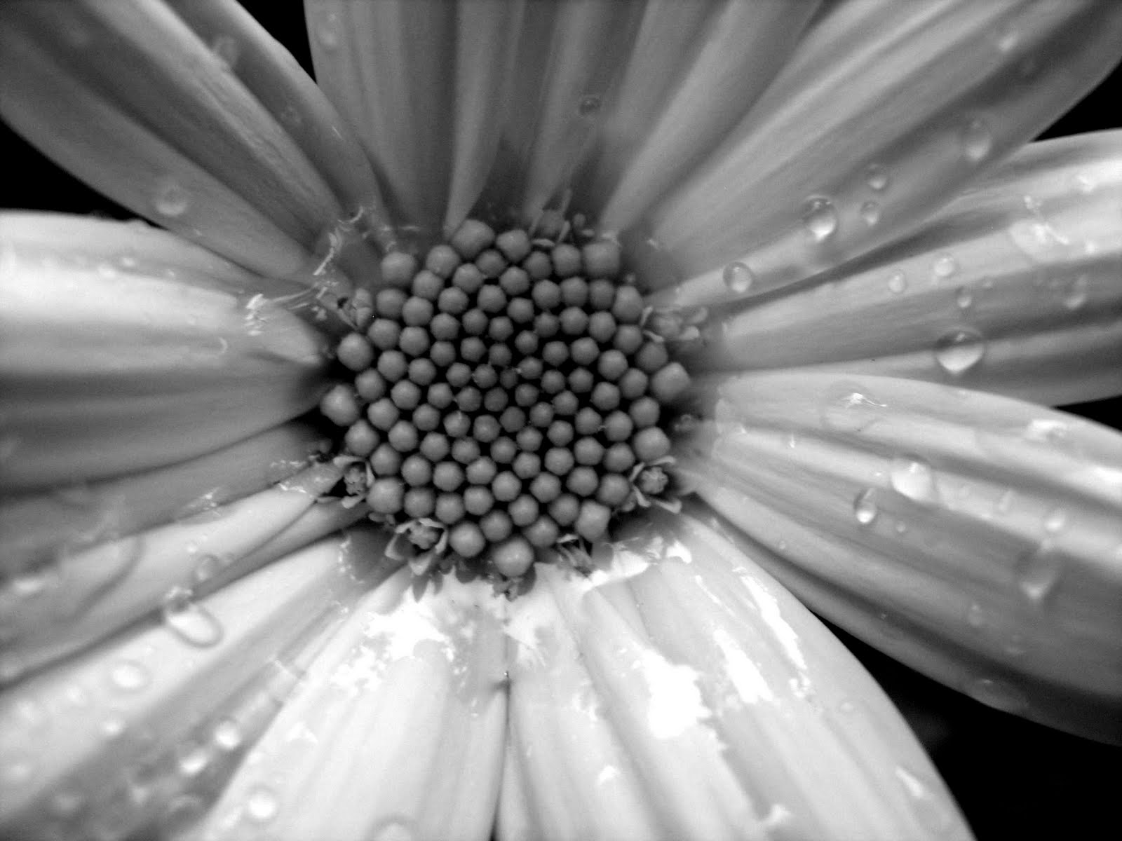 Daisy Black And White 22671 Hd Wallpapers in Flowers   Imagescicom