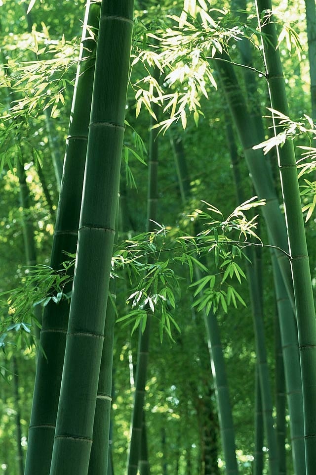 Download image Bamboo Plants PC Android iPhone and iPad Wallpapers